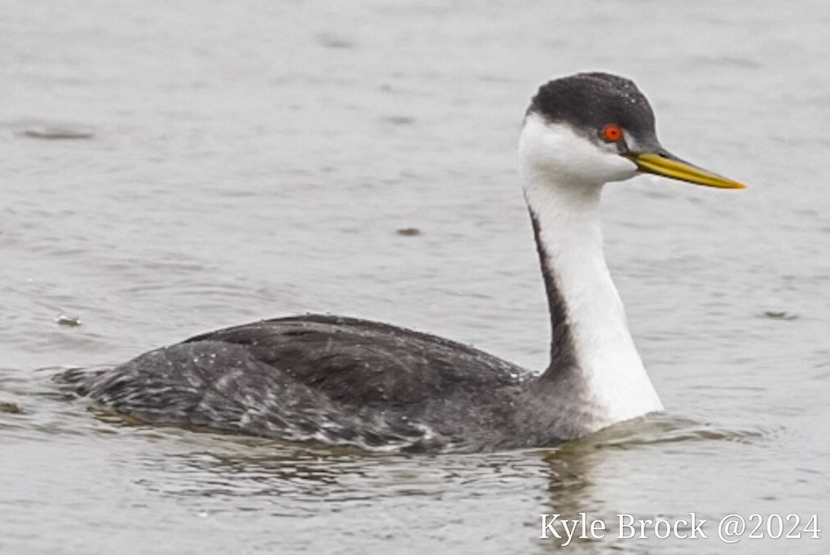 Western Grebe - ML613398957