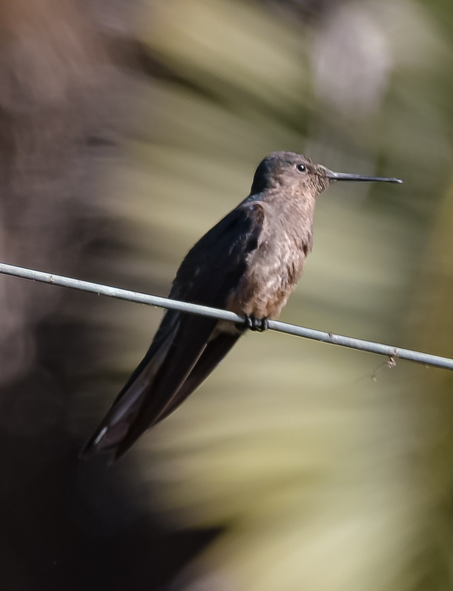 Giant Hummingbird - ML613398992