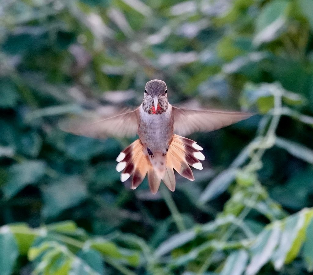 Rufous Hummingbird - Donna Walkuski