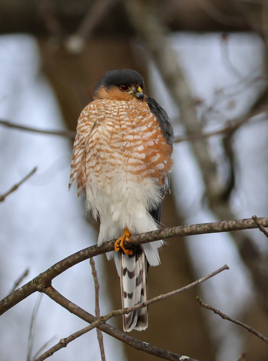 Sharp-shinned Hawk - ML613399052
