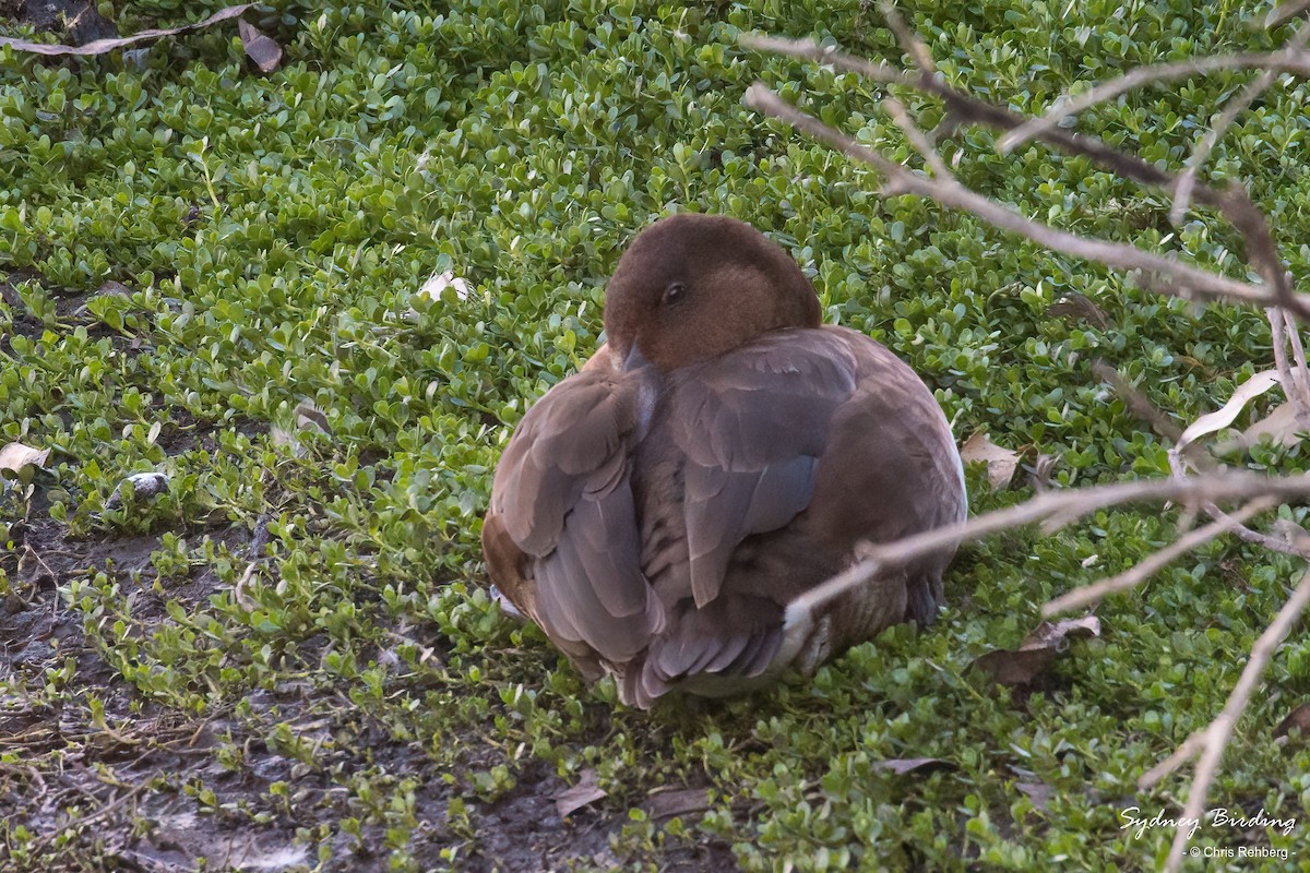 Hardhead - Chris Rehberg  | Sydney Birding