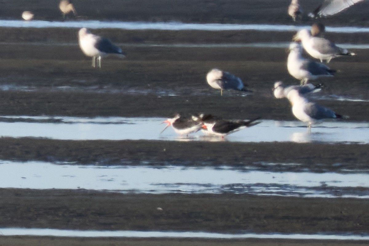 Black Skimmer - ML613399158