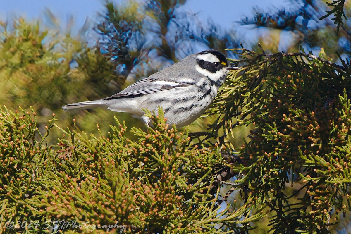 Black-throated Gray Warbler - ML613399168