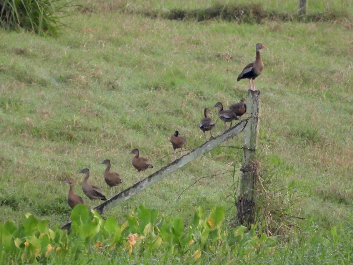 Black-bellied Whistling-Duck - ML613399200