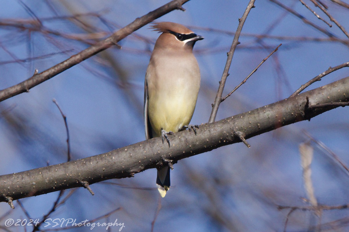 Cedar Waxwing - ML613399209