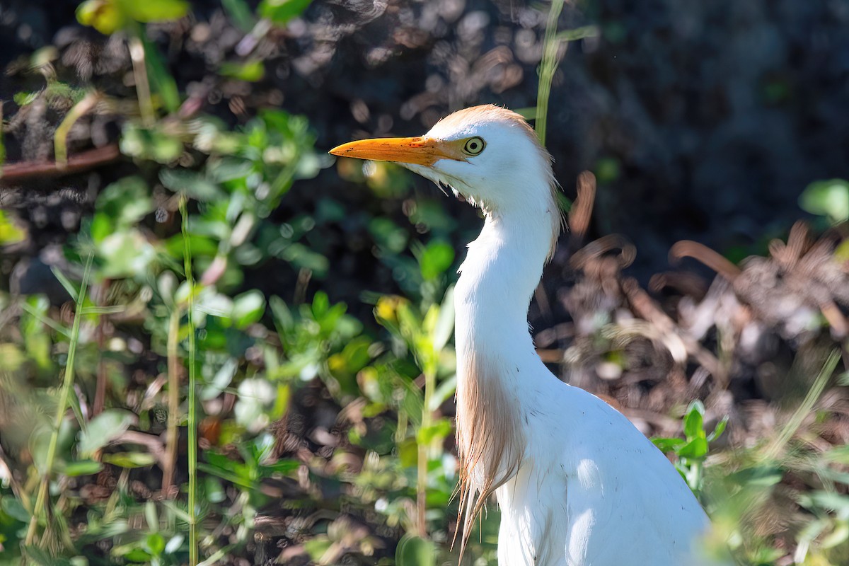 Western Cattle Egret - Raphael Kurz -  Aves do Sul