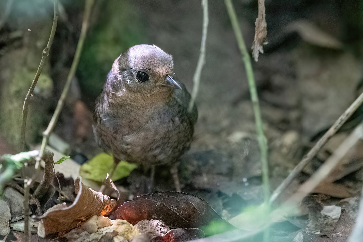 Planalto-Tapaculo - ML613399239