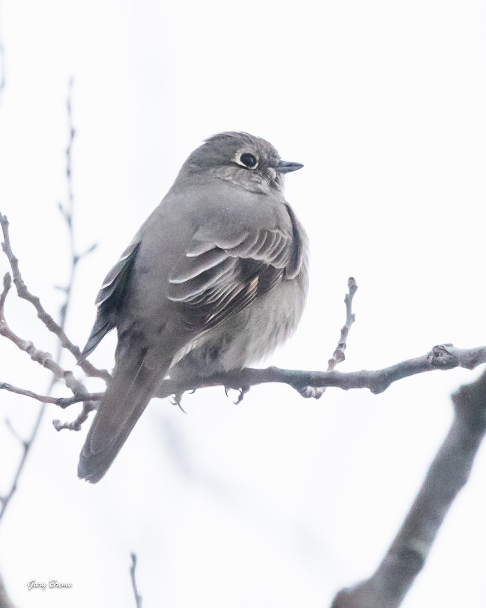 Townsend's Solitaire - ML613399353