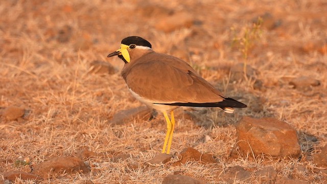 Yellow-wattled Lapwing - ML613399383