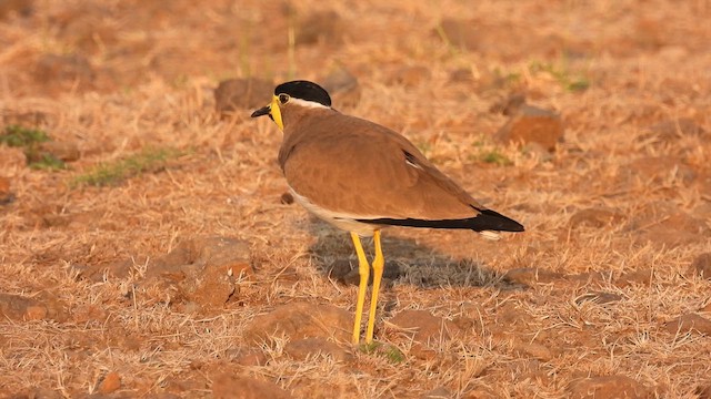 Yellow-wattled Lapwing - ML613399386