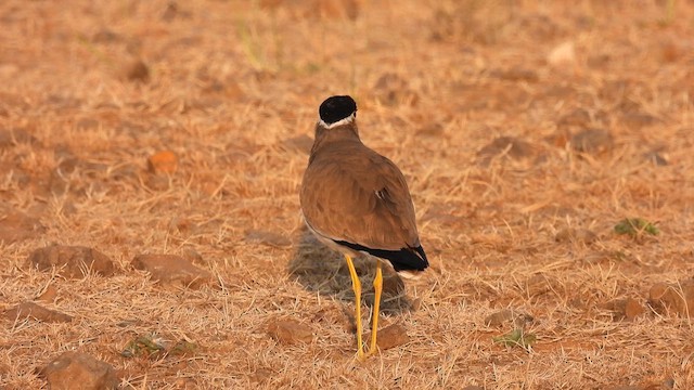 Yellow-wattled Lapwing - ML613399388