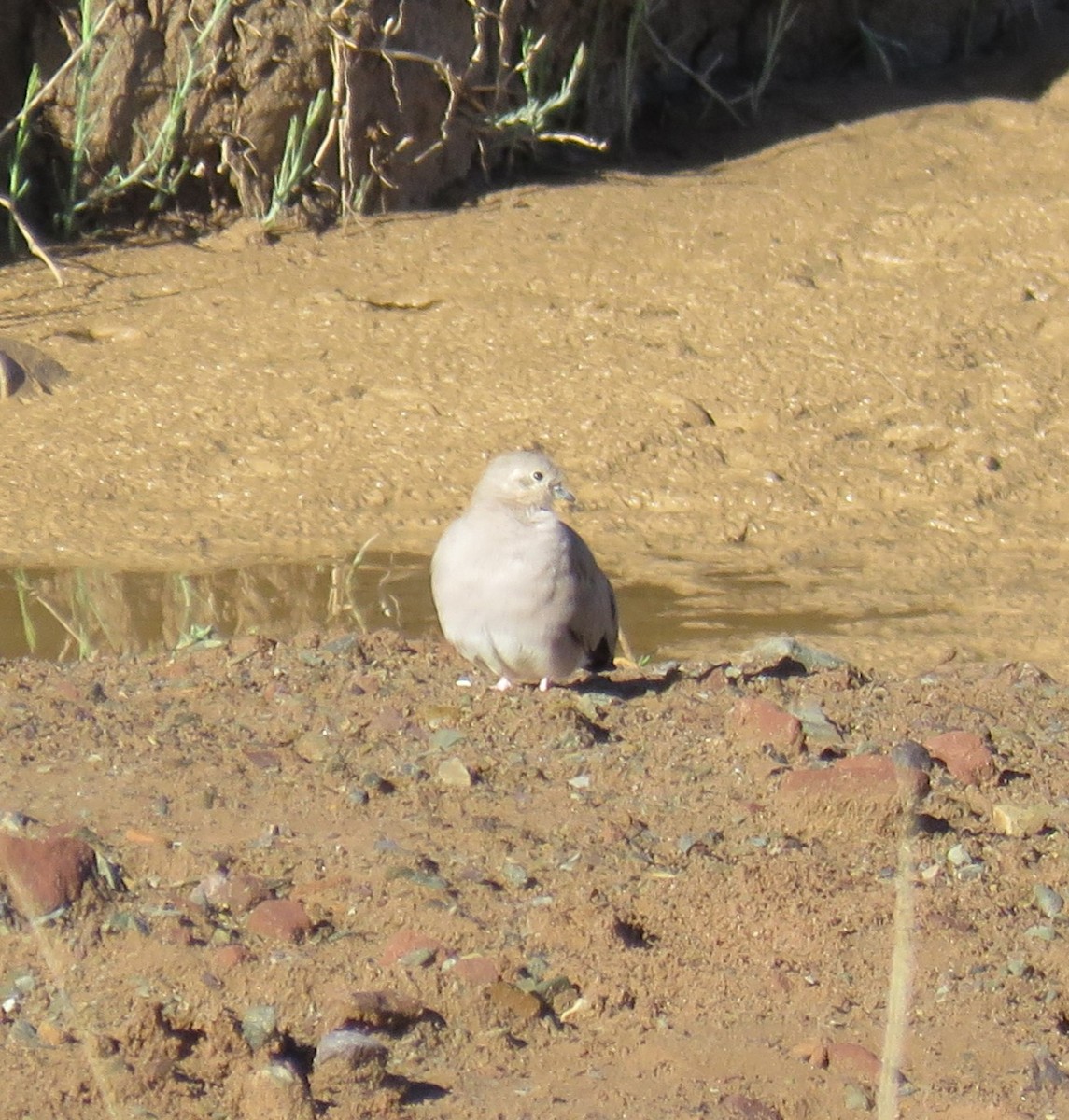 Golden-spotted Ground Dove - ML613399407