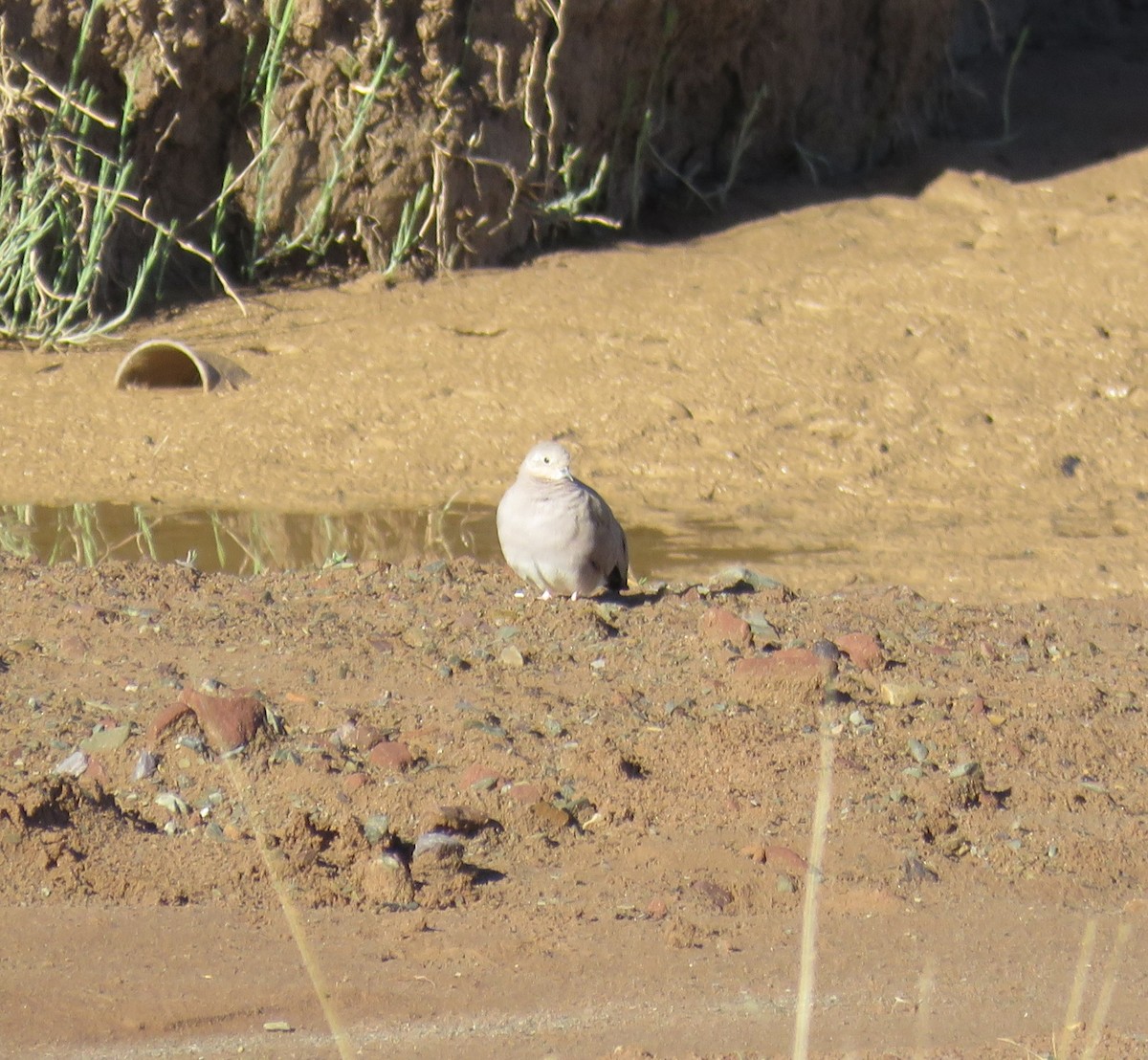 Golden-spotted Ground Dove - ML613399411