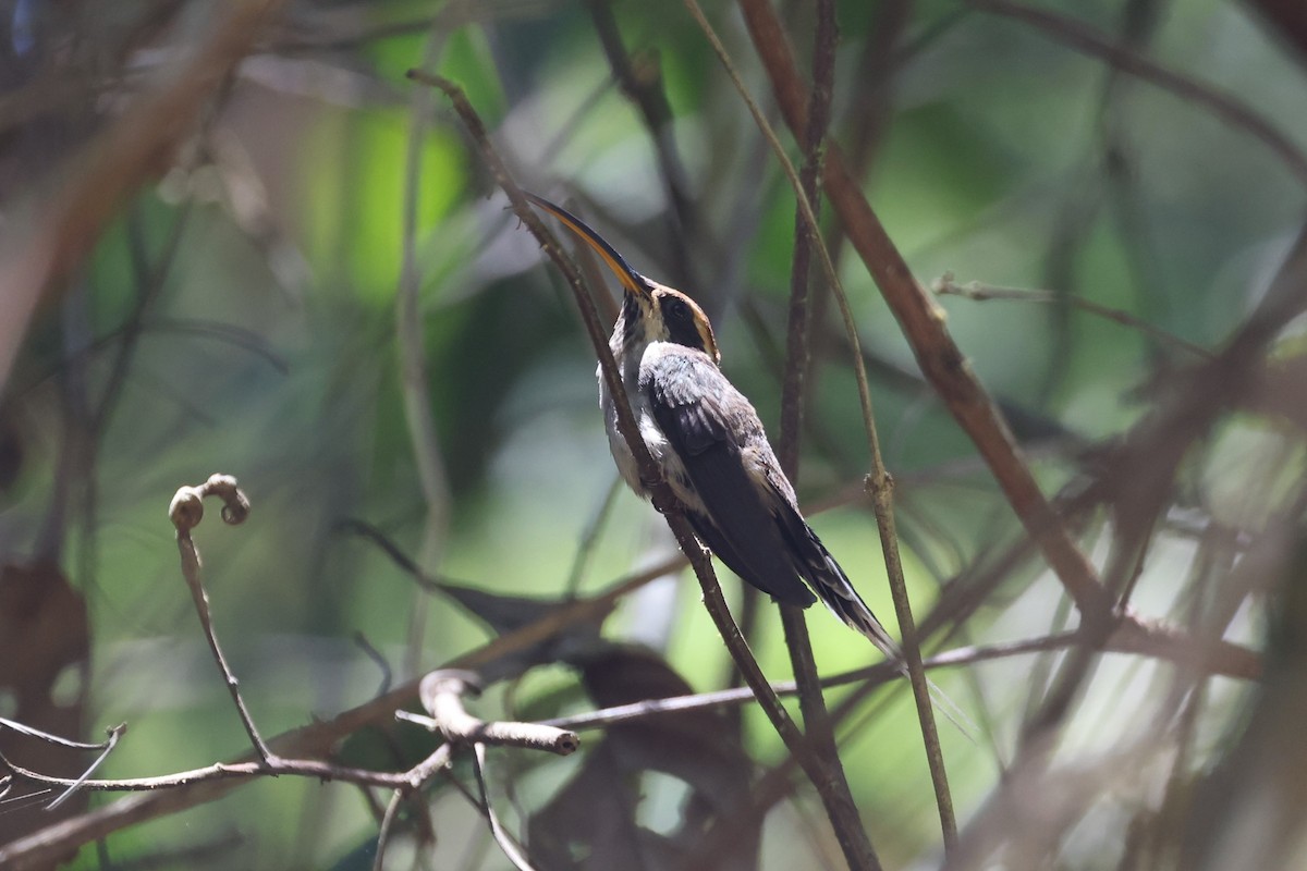 Scale-throated Hermit - ML613399441