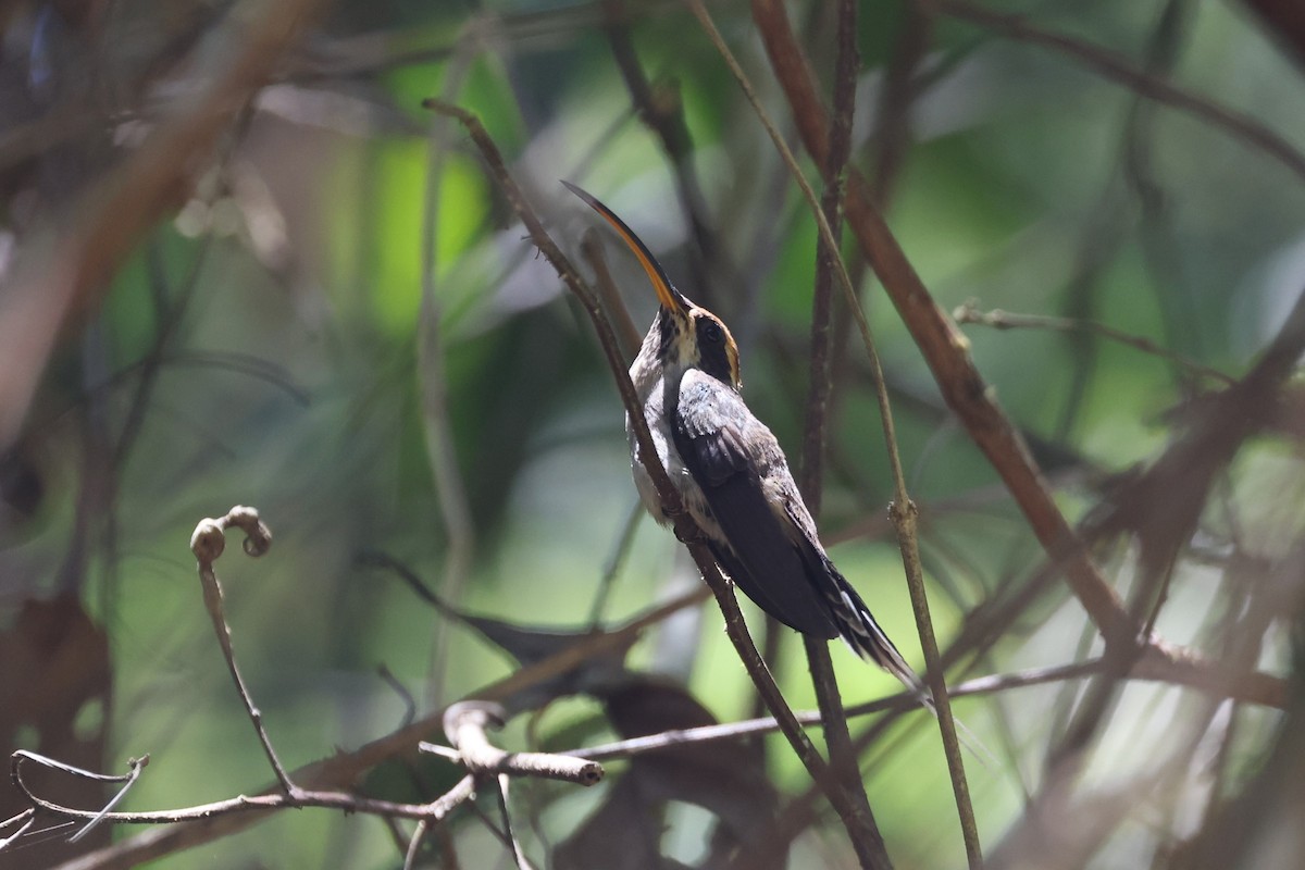 Scale-throated Hermit - ML613399446