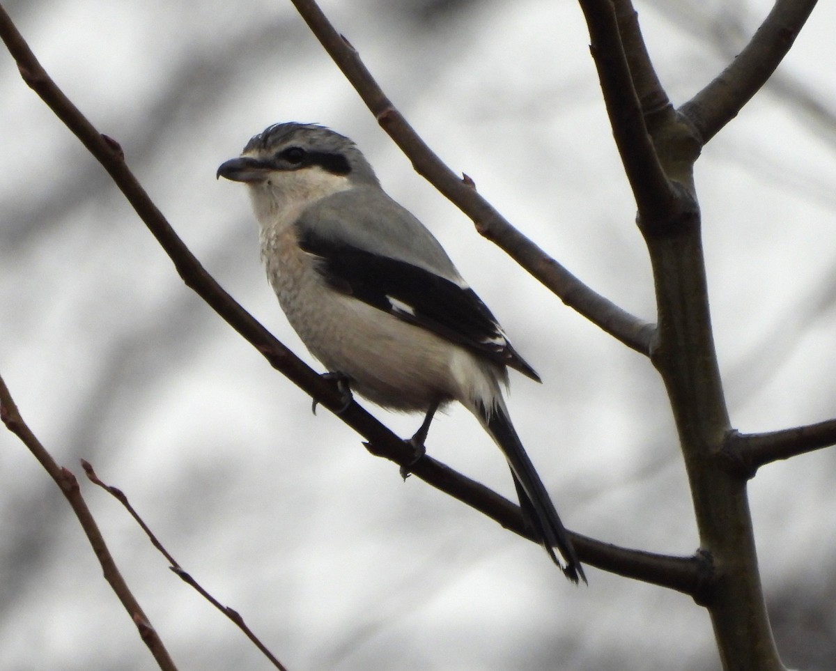 Northern Shrike - ML613399482