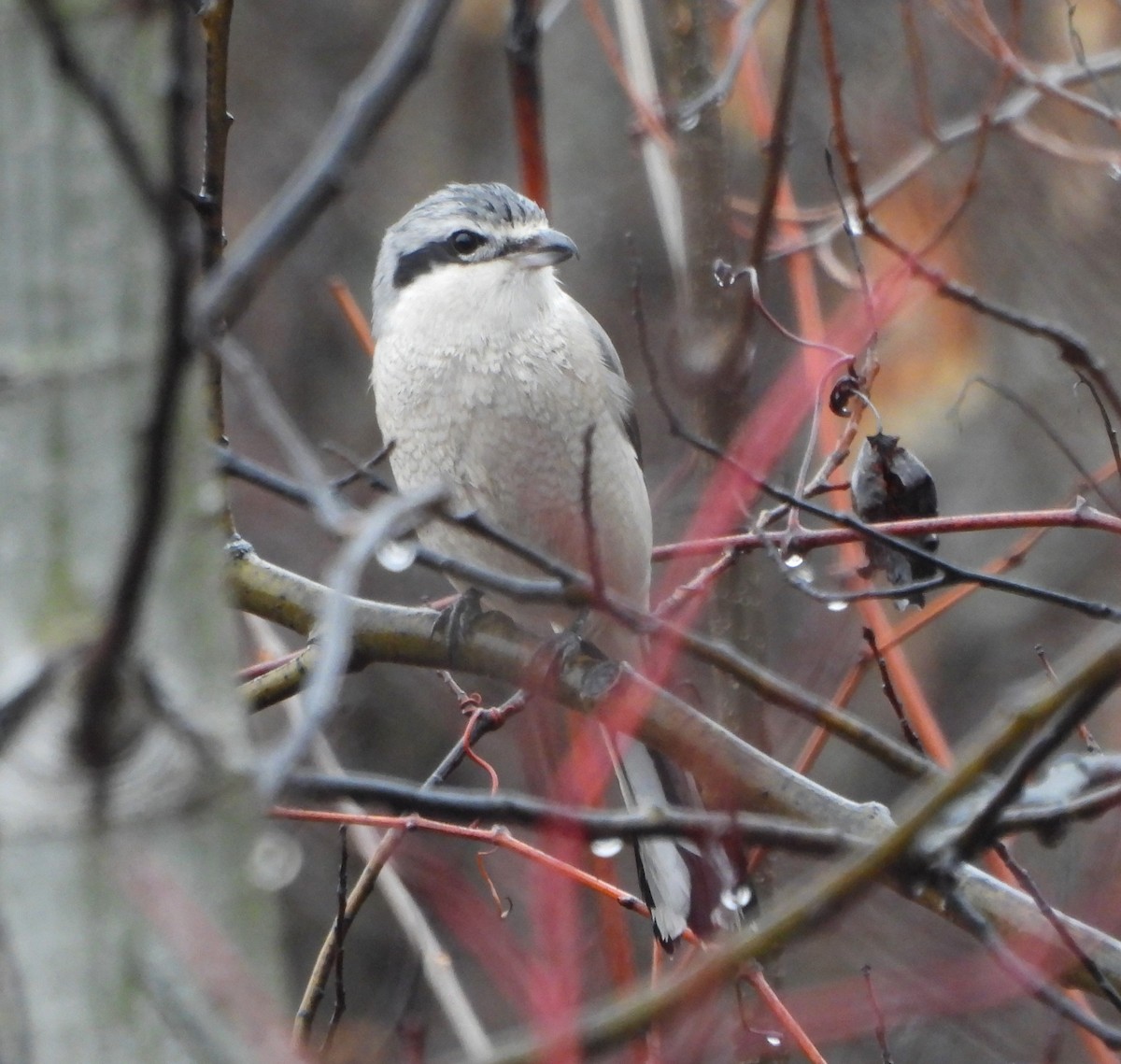 Northern Shrike - Steven C