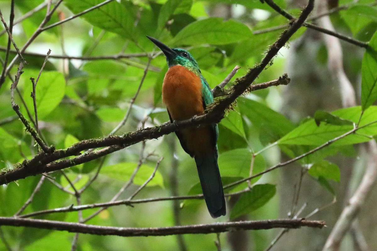 Great Jacamar - ML613399497