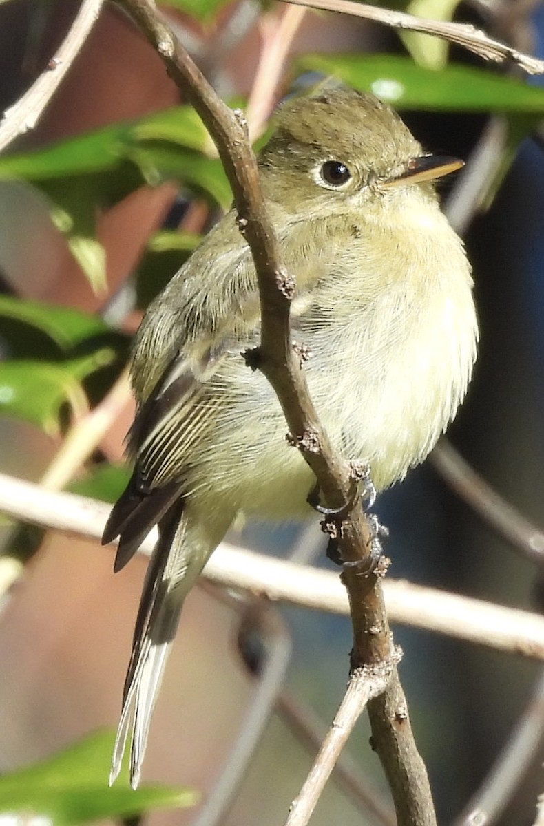 Western Flycatcher - ML613399504