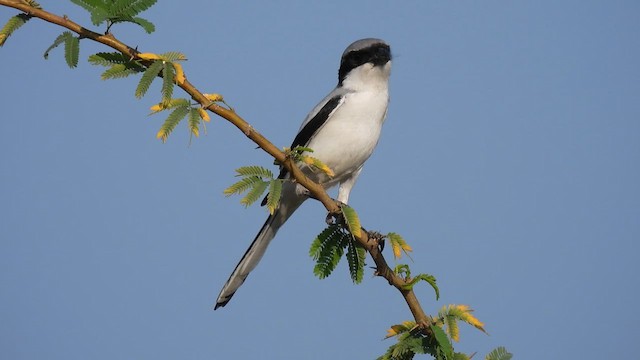 Great Gray Shrike - ML613399574