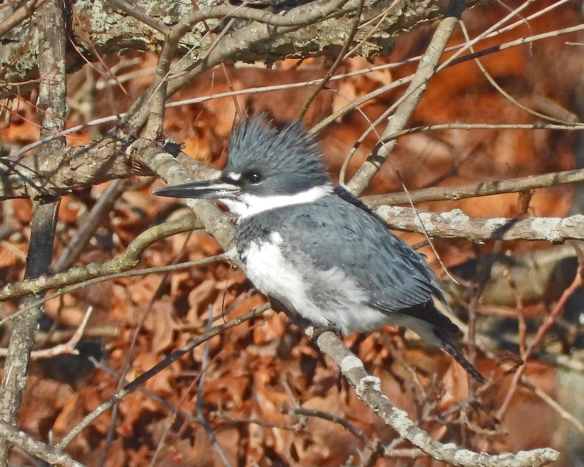 Belted Kingfisher - Aubrey Merrill