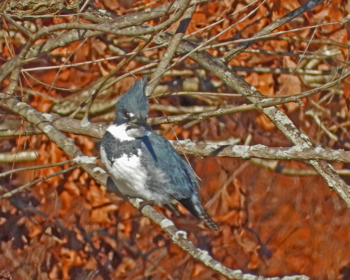 Belted Kingfisher - Aubrey Merrill