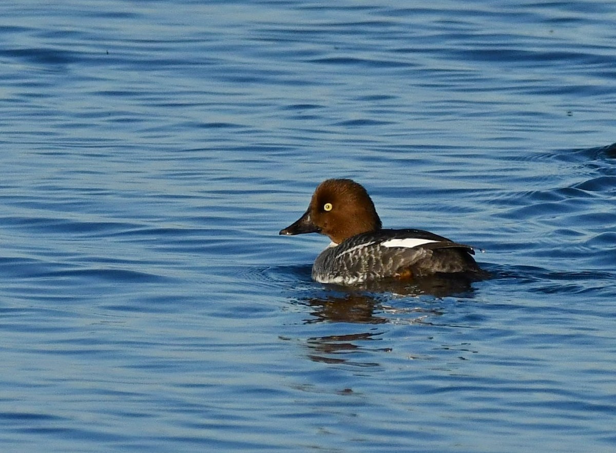 Common Goldeneye - ML613399736