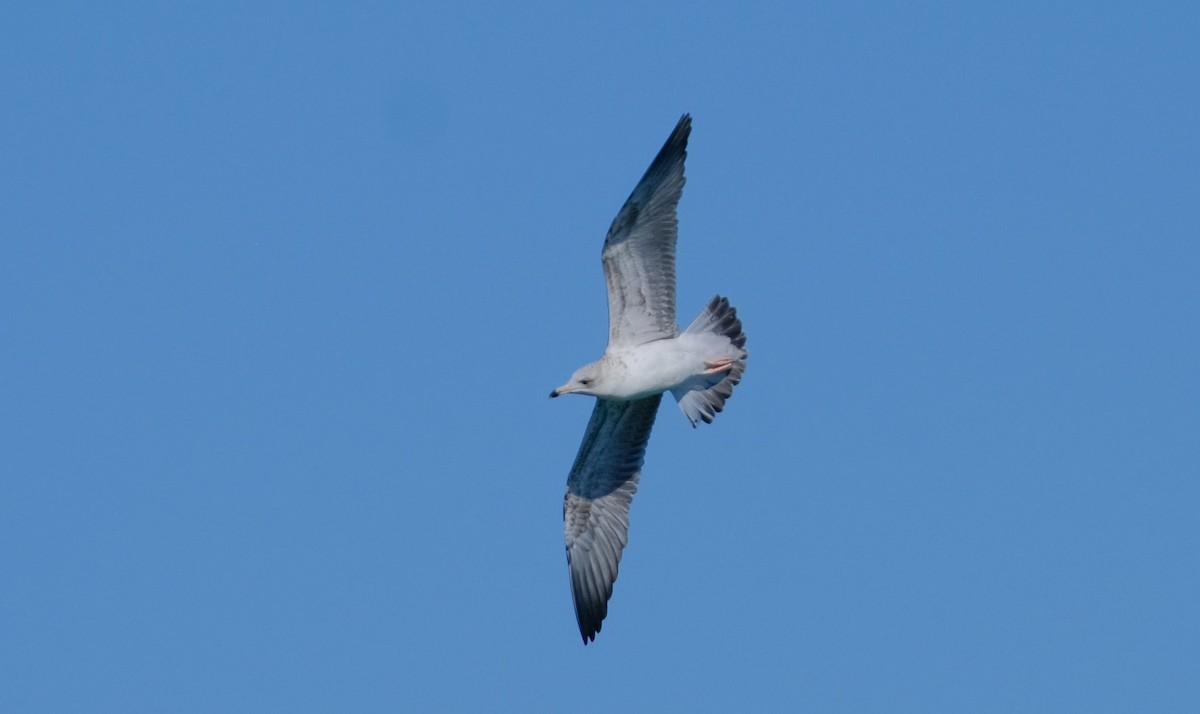 Ring-billed Gull - ML613399778