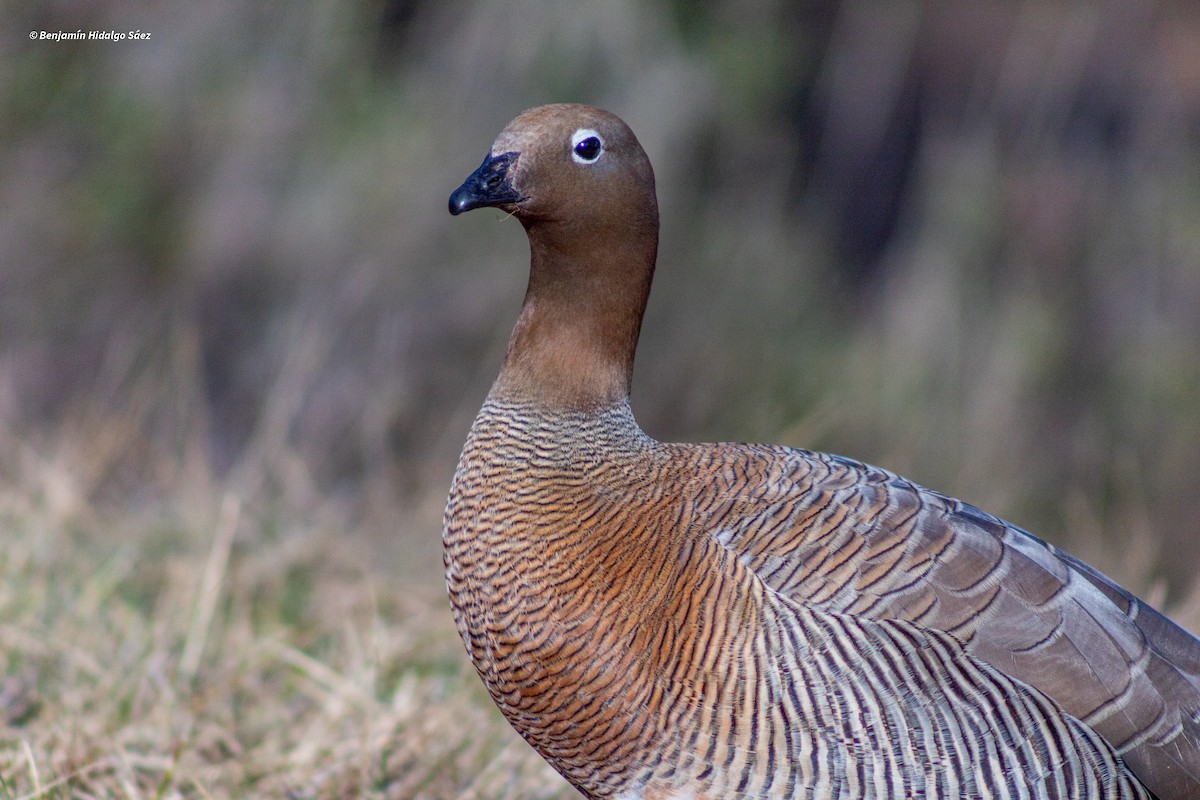 tanımsız Chloephaga sp. - ML613399810