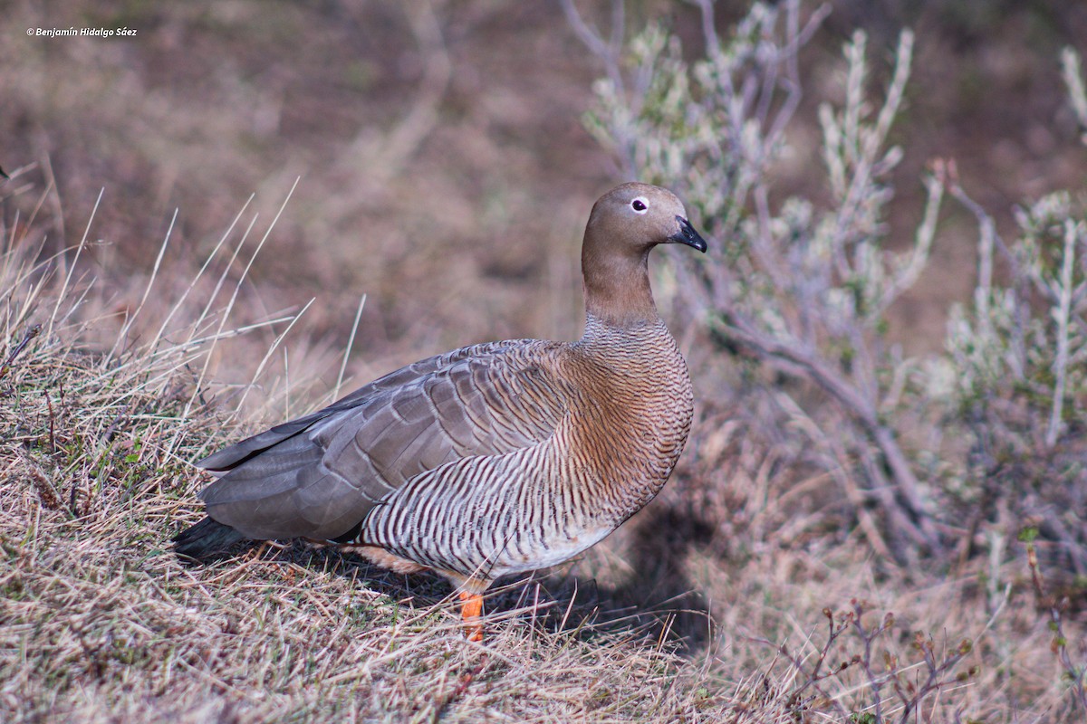 tanımsız Chloephaga sp. - ML613399813