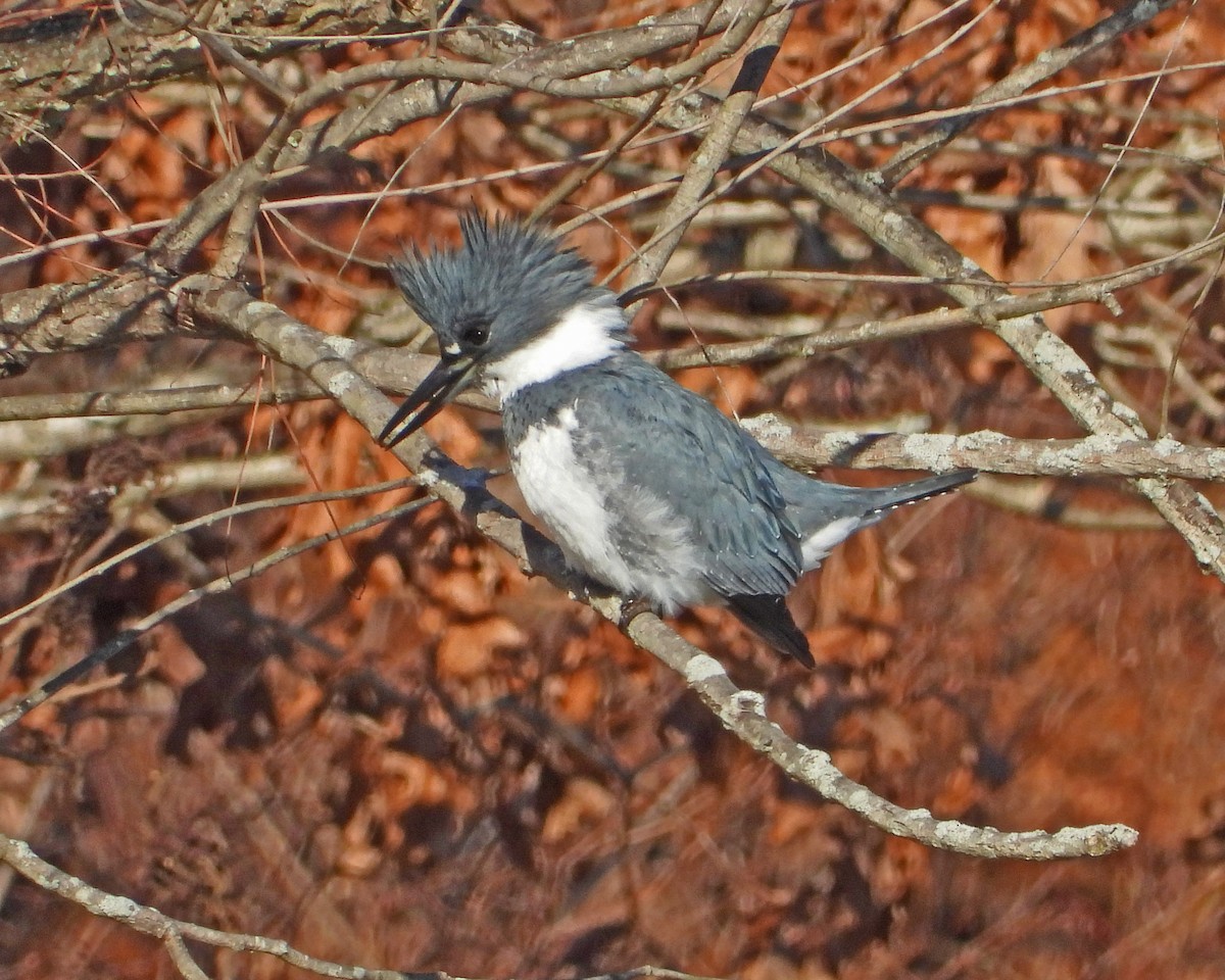 Belted Kingfisher - Aubrey Merrill