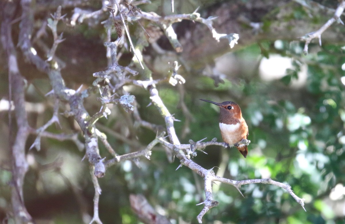 Rufous Hummingbird - ML613399890