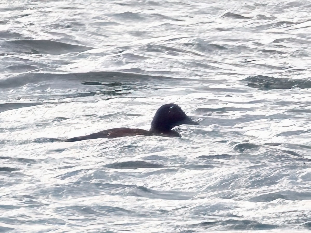 White-winged Scoter - ML613399942