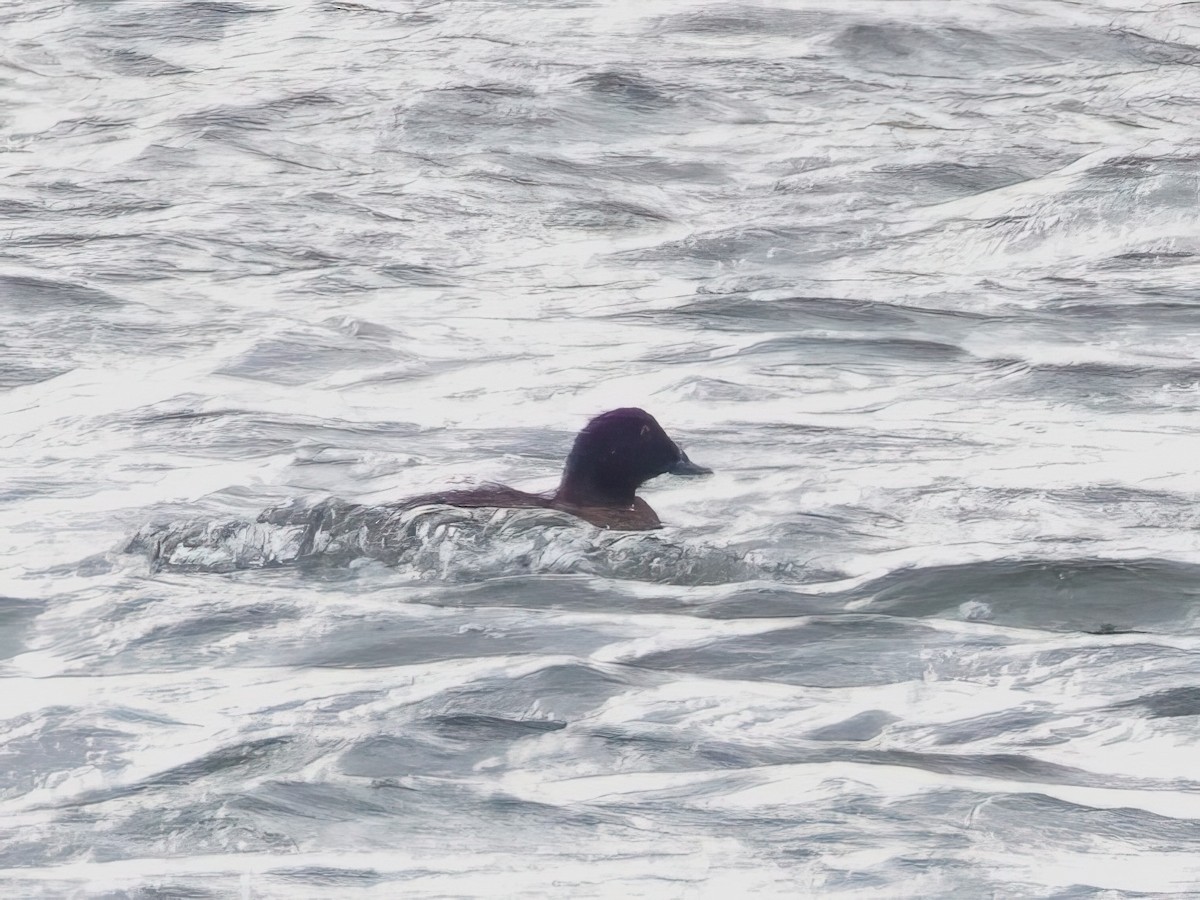 White-winged Scoter - ML613399943