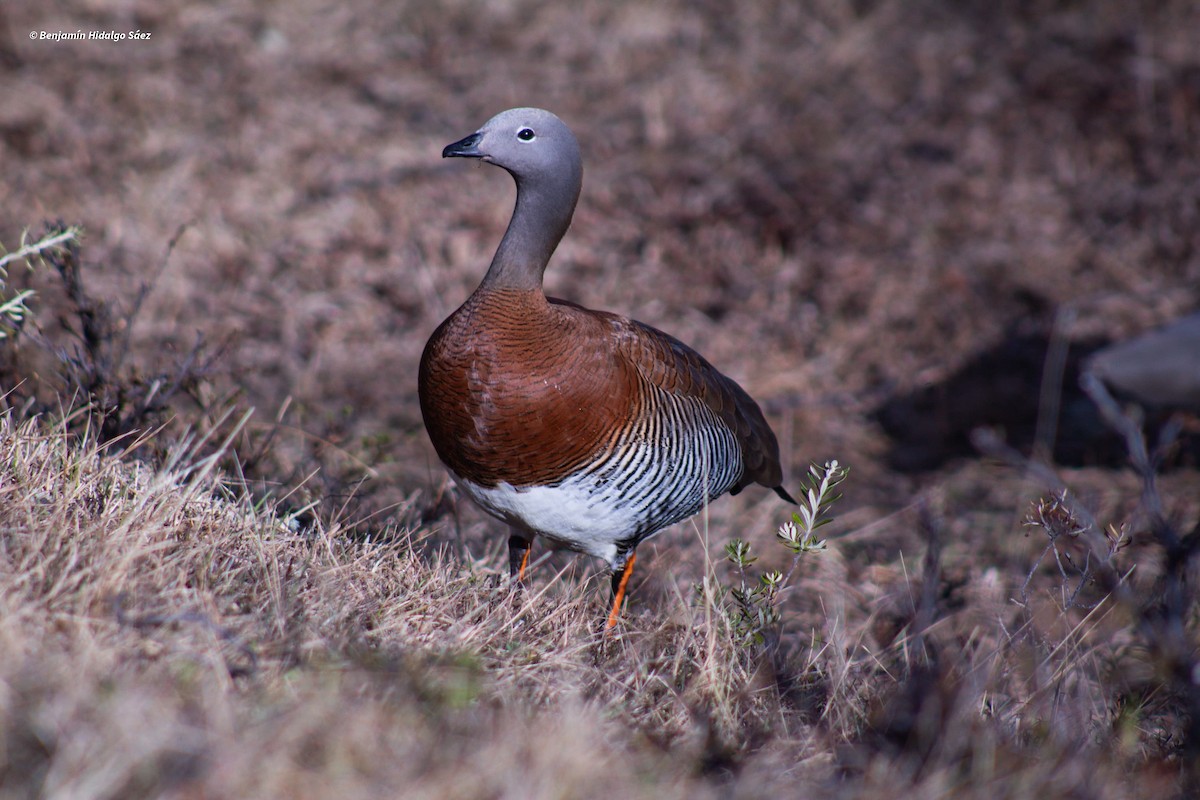 Ashy-headed Goose - ML613399962