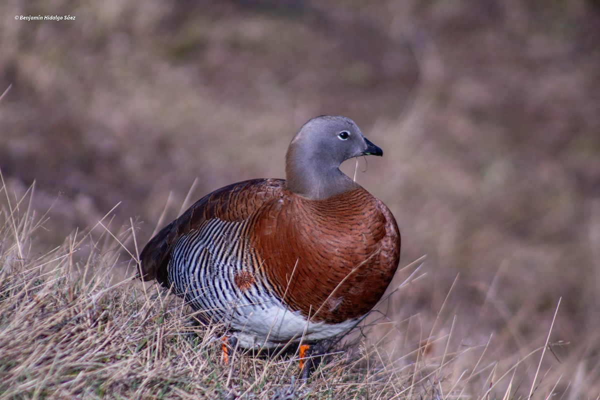 Ashy-headed Goose - ML613399963