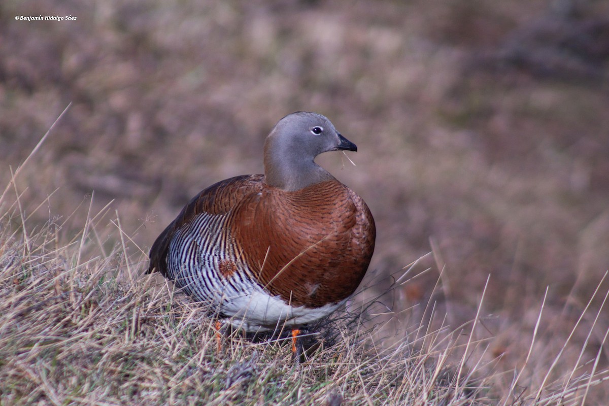 Ashy-headed Goose - ML613399964