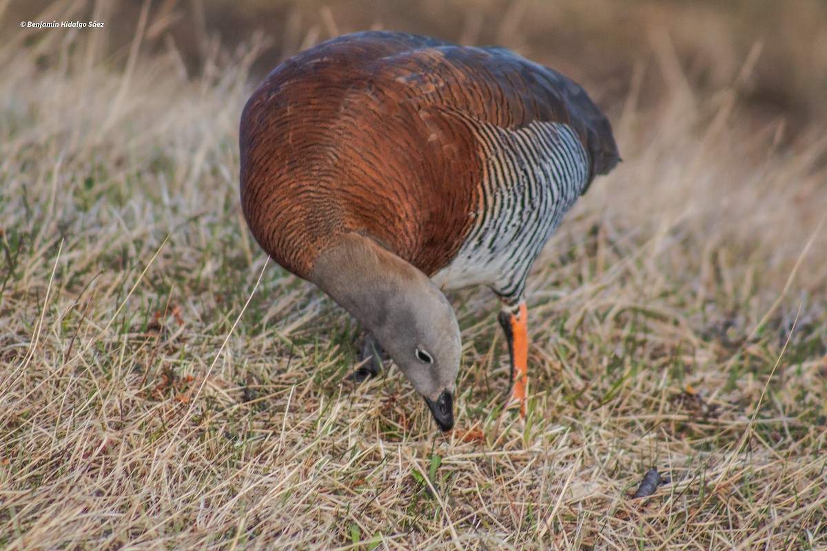 Ashy-headed Goose - ML613399965