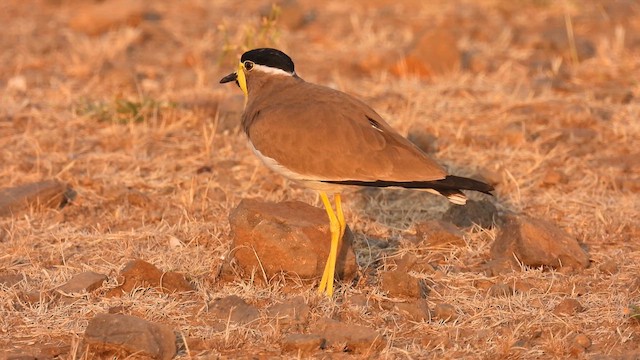 Yellow-wattled Lapwing - ML613399997