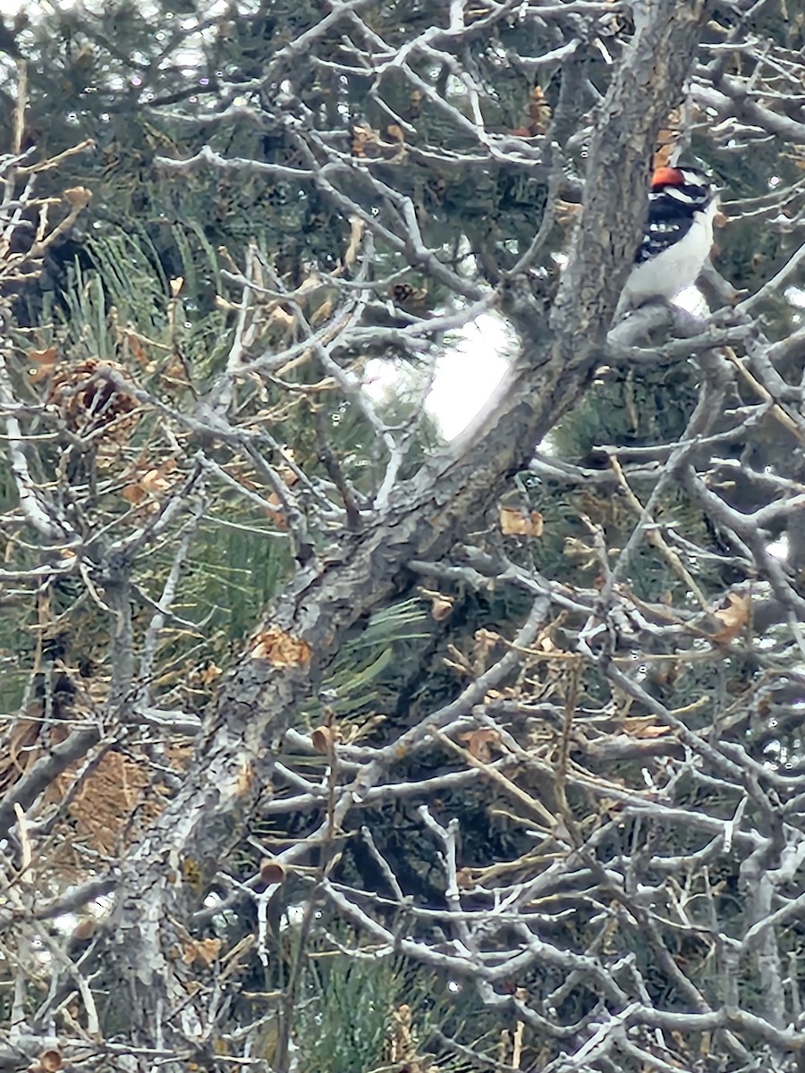 Downy Woodpecker - ML613400025