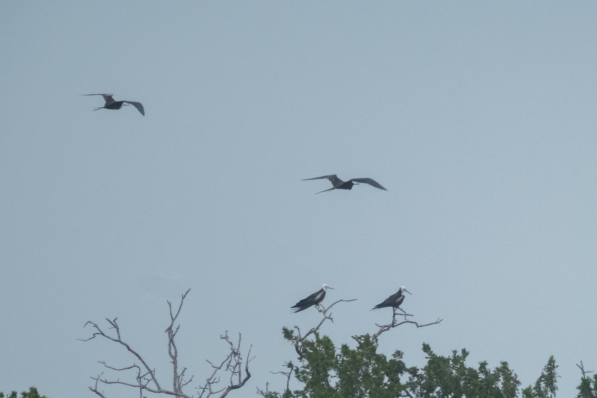 Magnificent Frigatebird - ML613400084