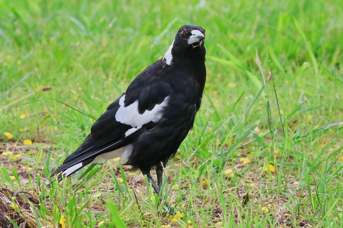 Australian Magpie - Lorix Bertling