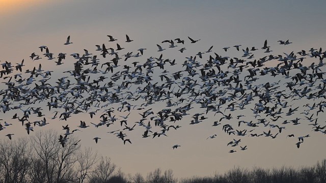 Snow Goose - ML613400108