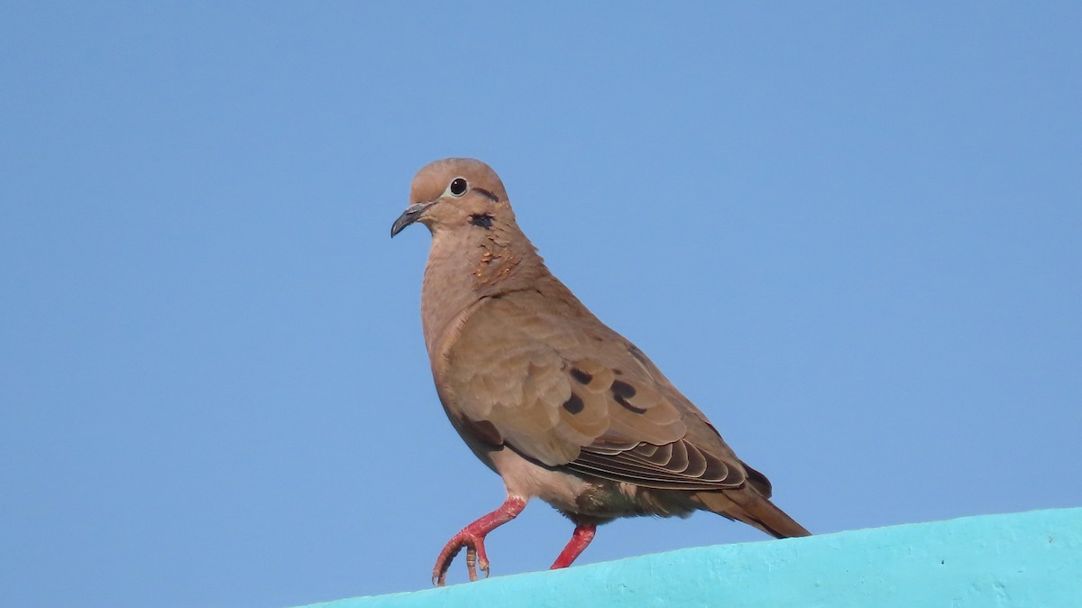 Eared Dove - ML613400117