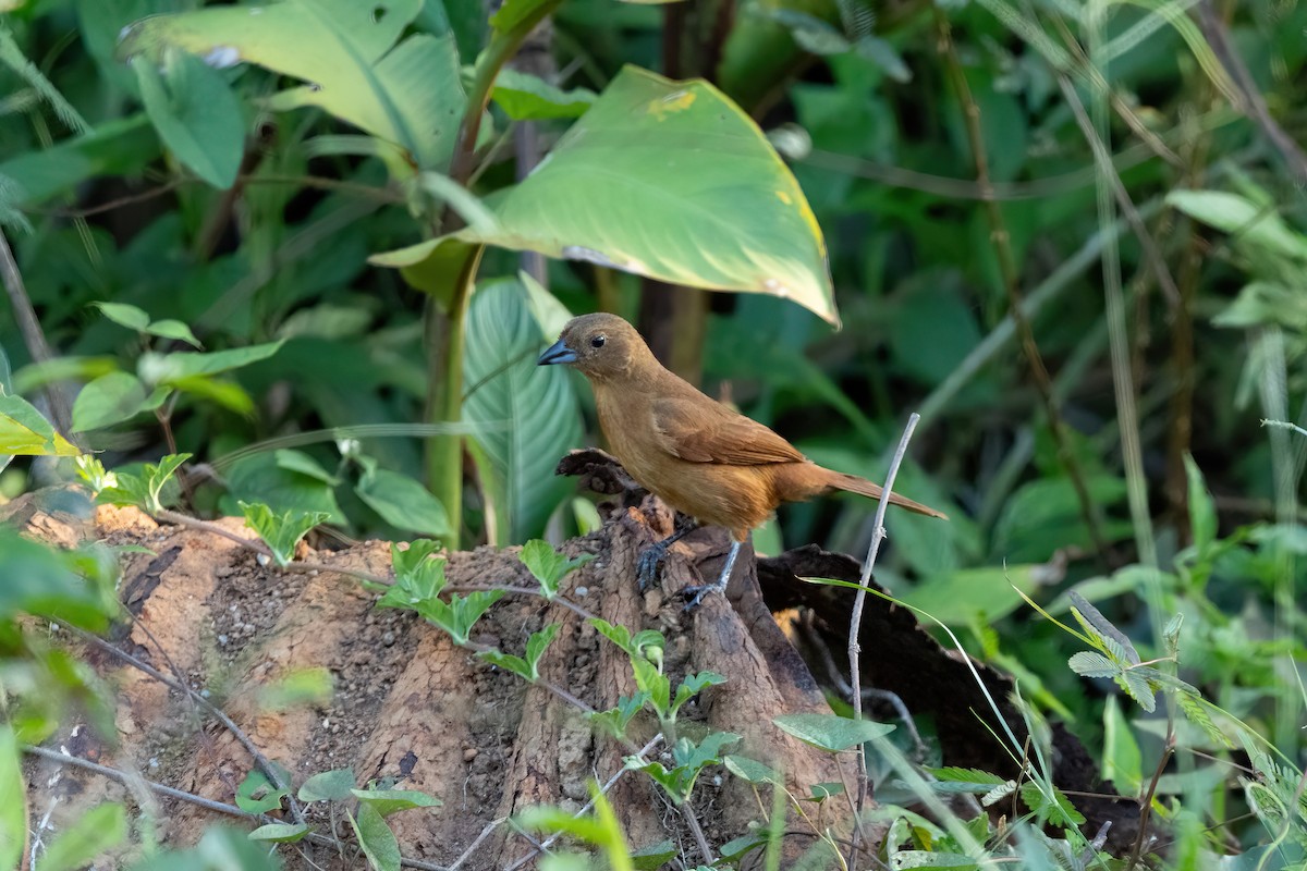 White-lined Tanager - ML613400175