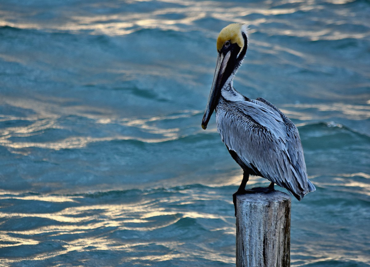 Brown Pelican - ML613400191