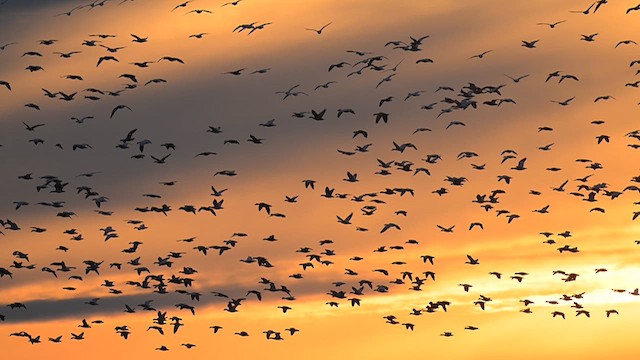 Snow Goose - ML613400203