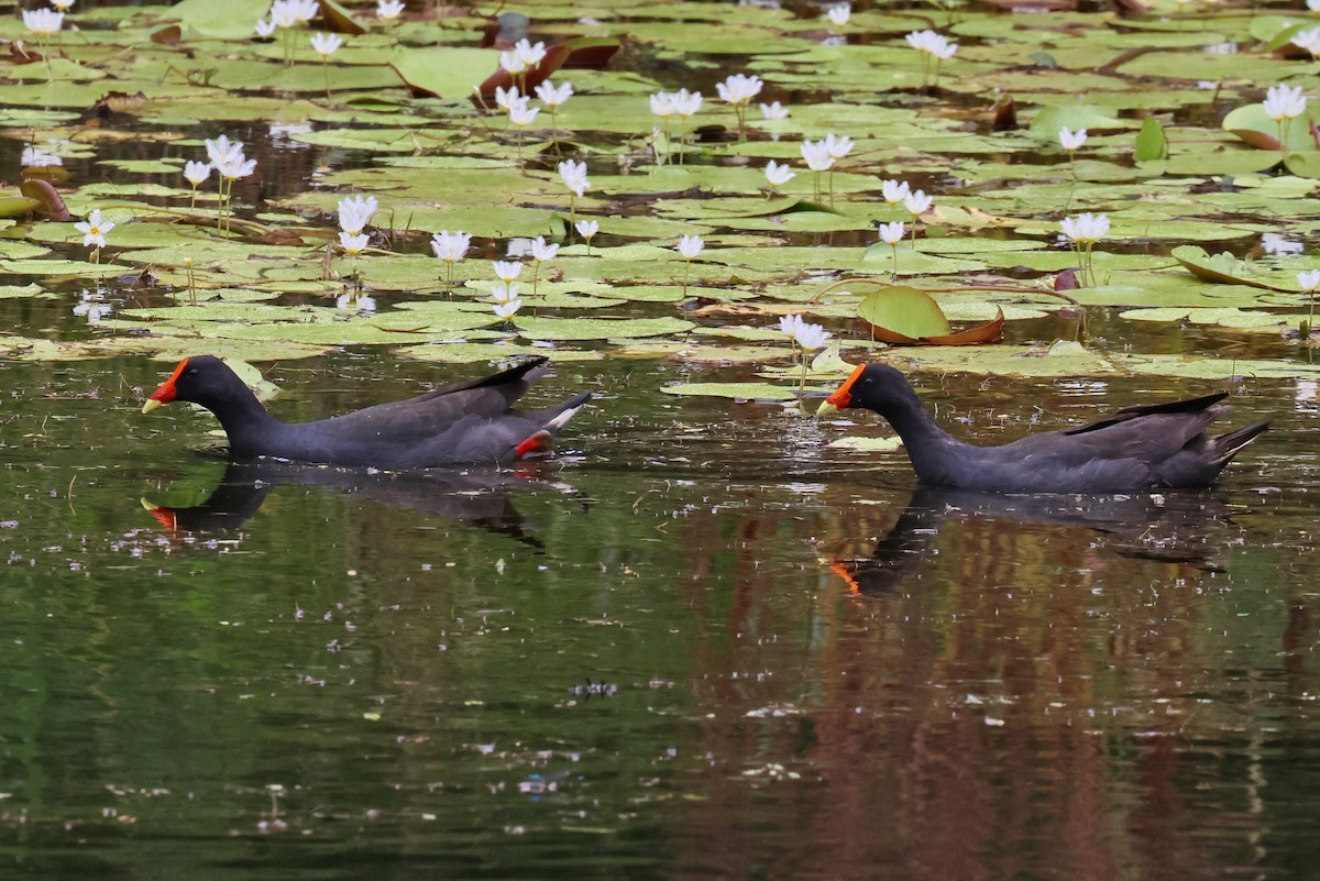 Dusky Moorhen - Lorix Bertling