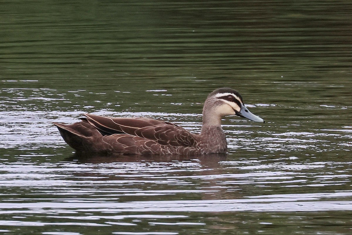 Pacific Black Duck - Lorix Bertling