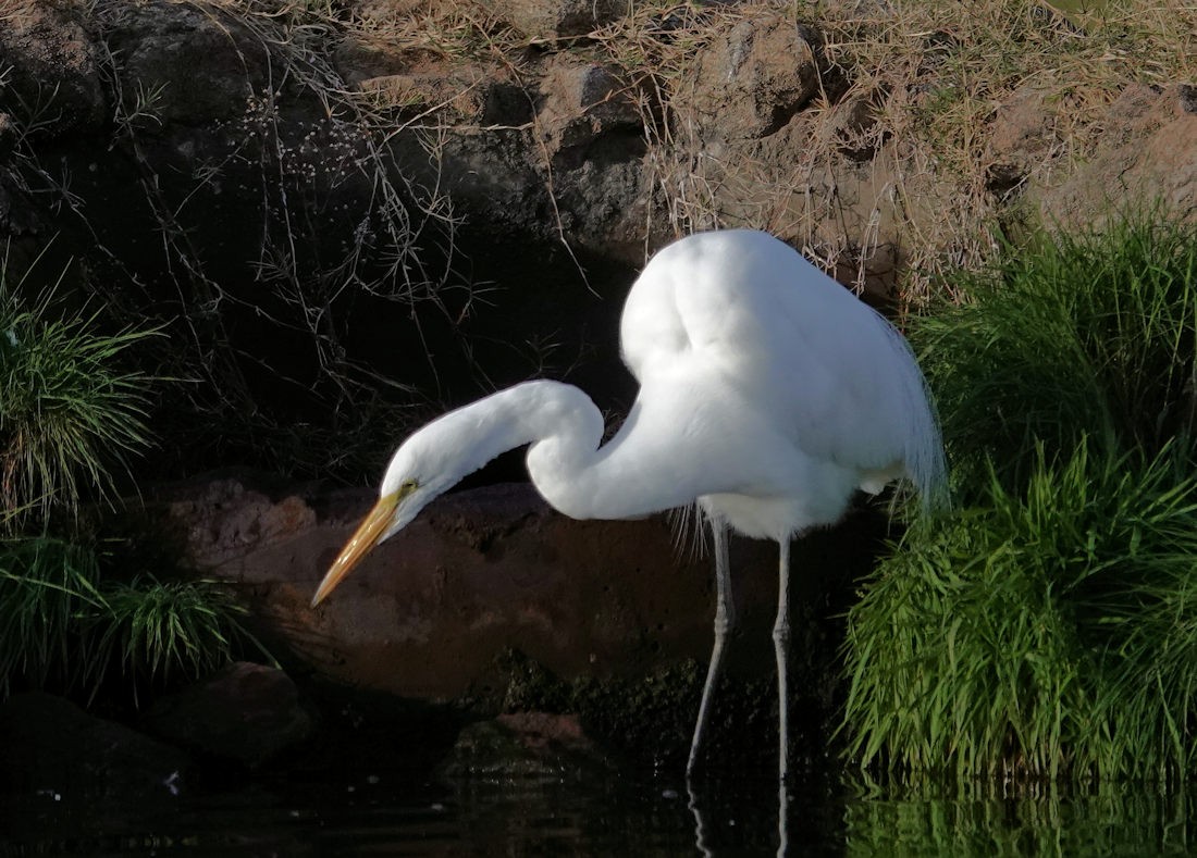 Great Egret - ML613400324